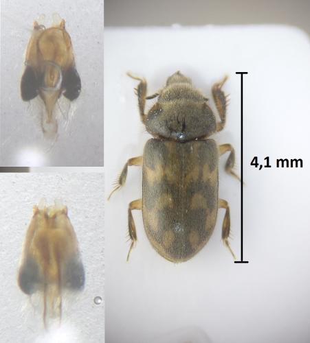 Heterocerus aragonicus